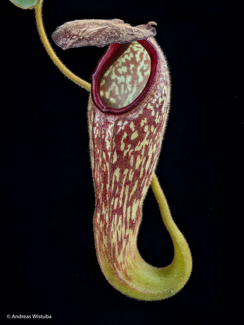 Nepenthes klossii (Wissel Lakes, Irian Jaya) 大森食虫植物農園