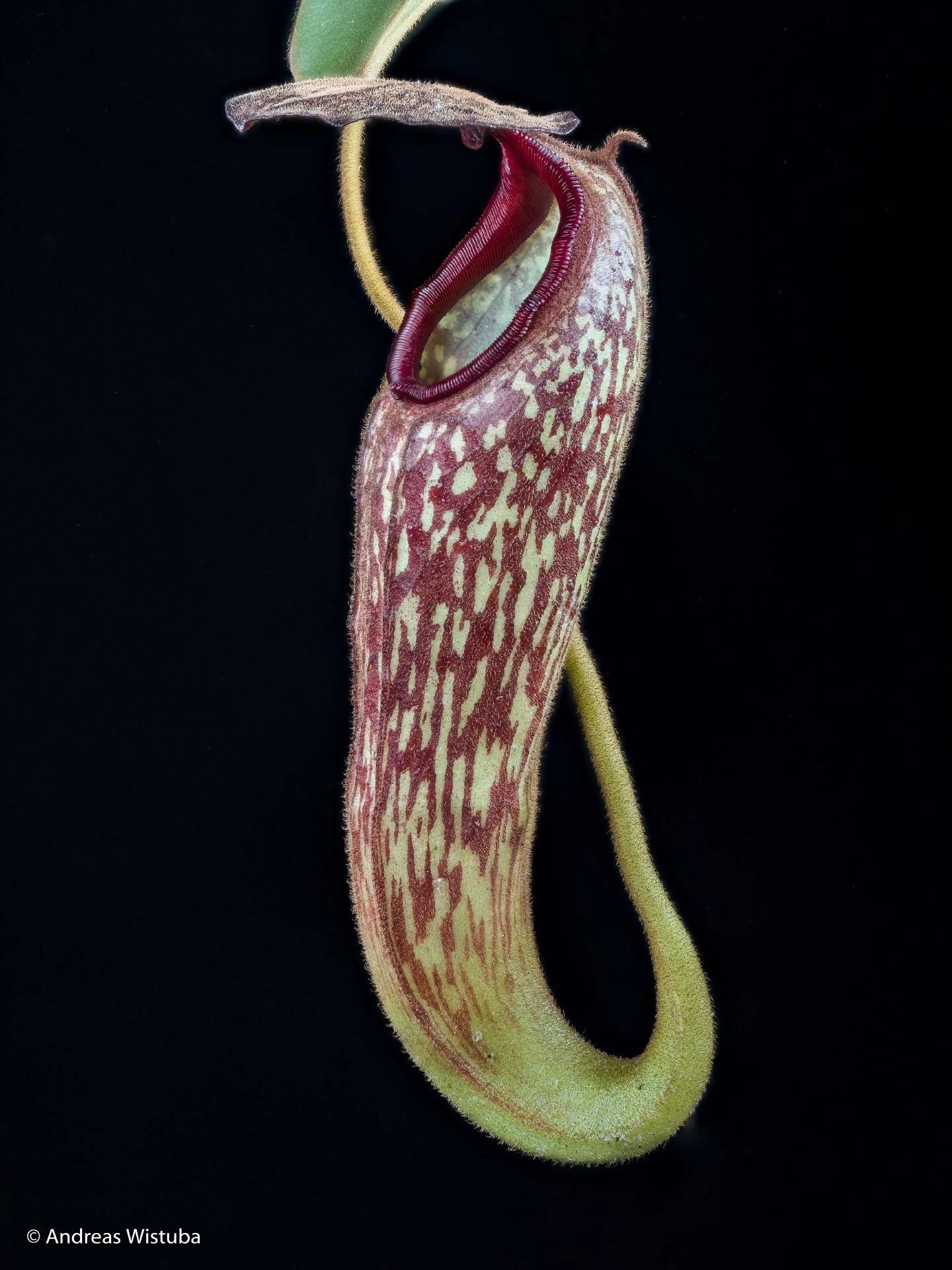 Nepenthes klossii (Wissel Lakes, Irian Jaya) 大森食虫植物農園