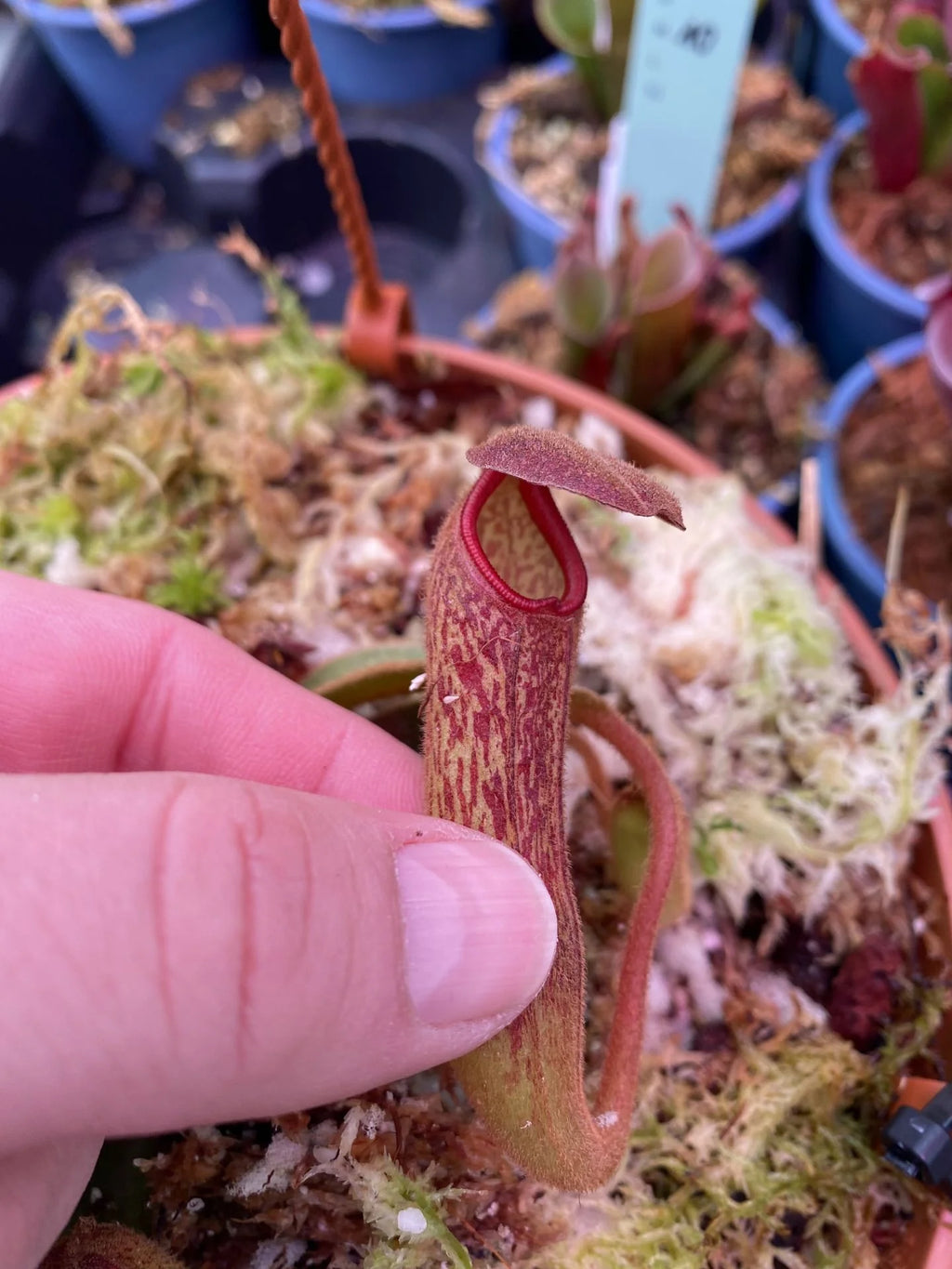 Nepenthes klossii (Wissel Lakes, Irian Jaya) 大森食虫植物農園