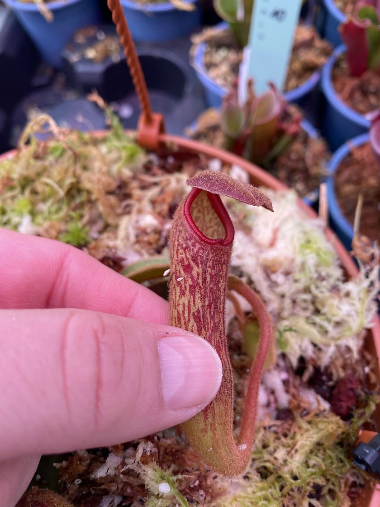 Nepenthes klossii (Wissel Lakes, Irian Jaya) 大森食虫植物農園