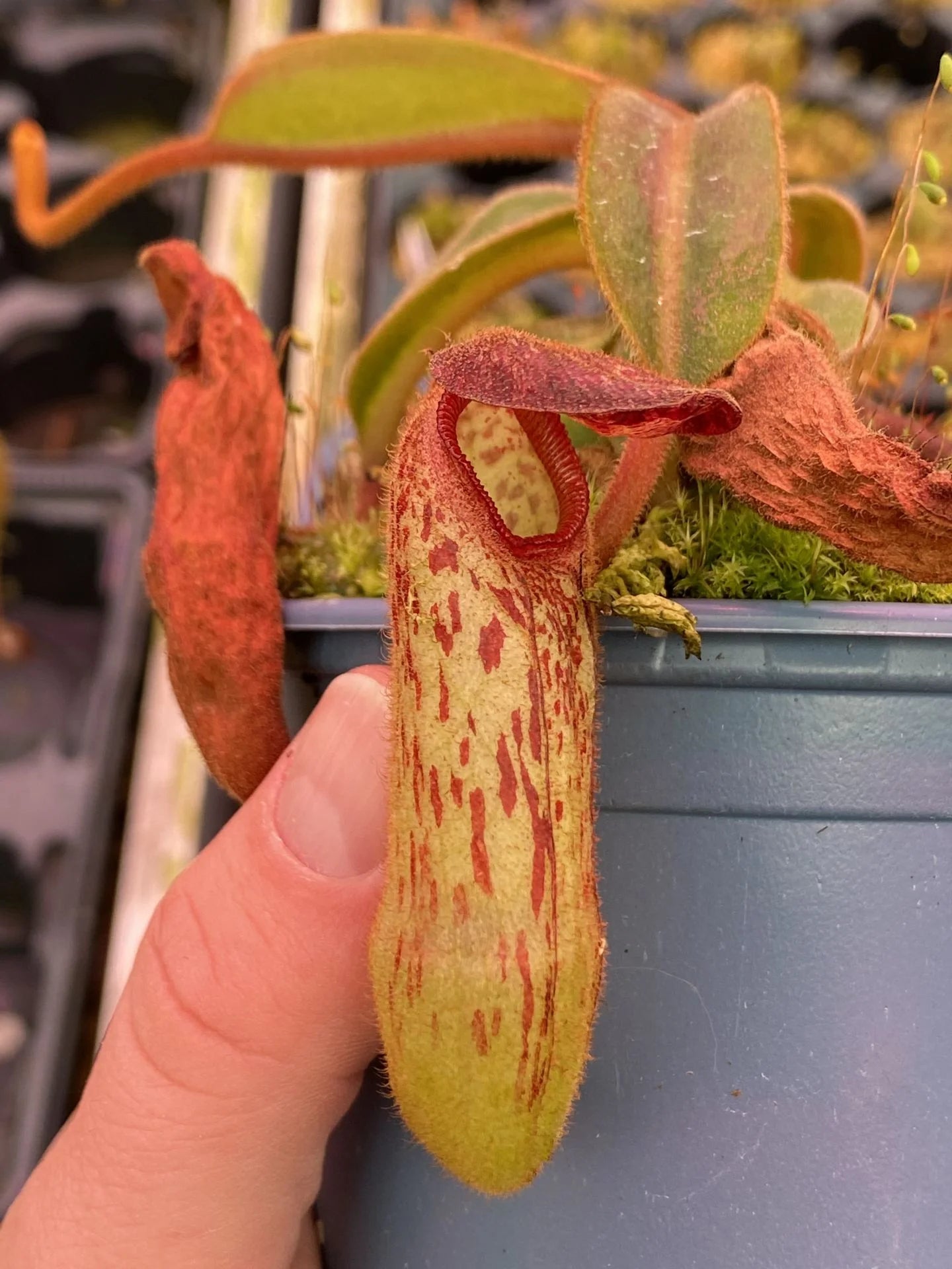Nepenthes klossii (Wissel Lakes, Irian Jaya) 大森食虫植物農園
