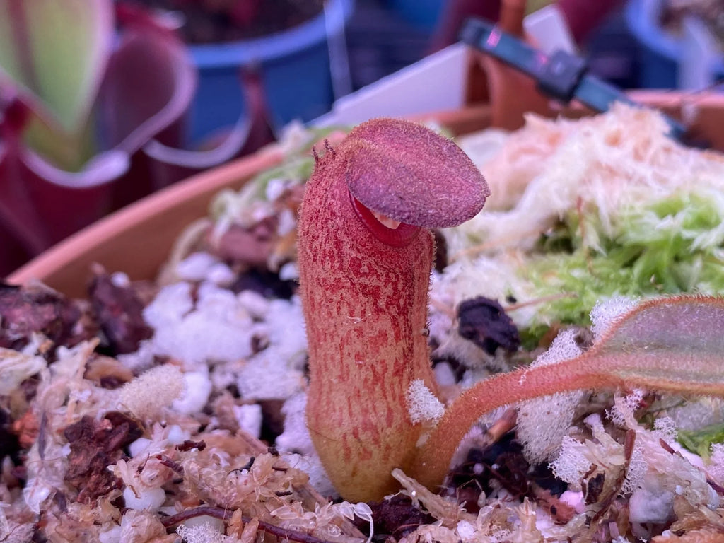Nepenthes klossii (Wissel Lakes, Irian Jaya) 大森食虫植物農園