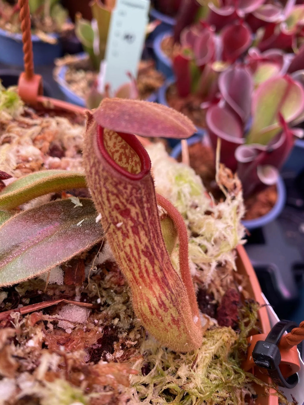 Nepenthes klossii (Wissel Lakes, Irian Jaya) 大森食虫植物農園