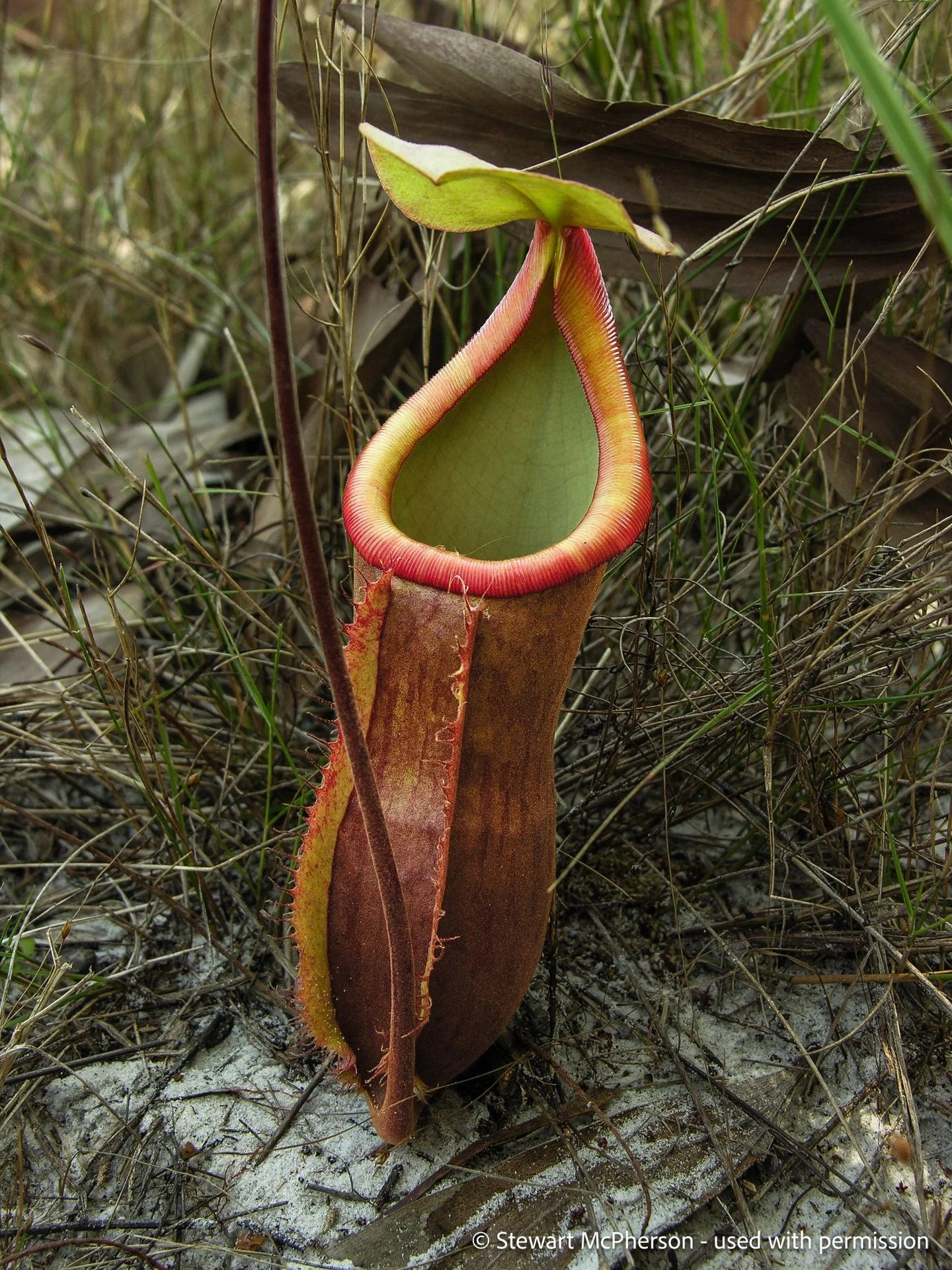 Nepenthes kongkandana (Chana, Thailand) 大森食虫植物農園