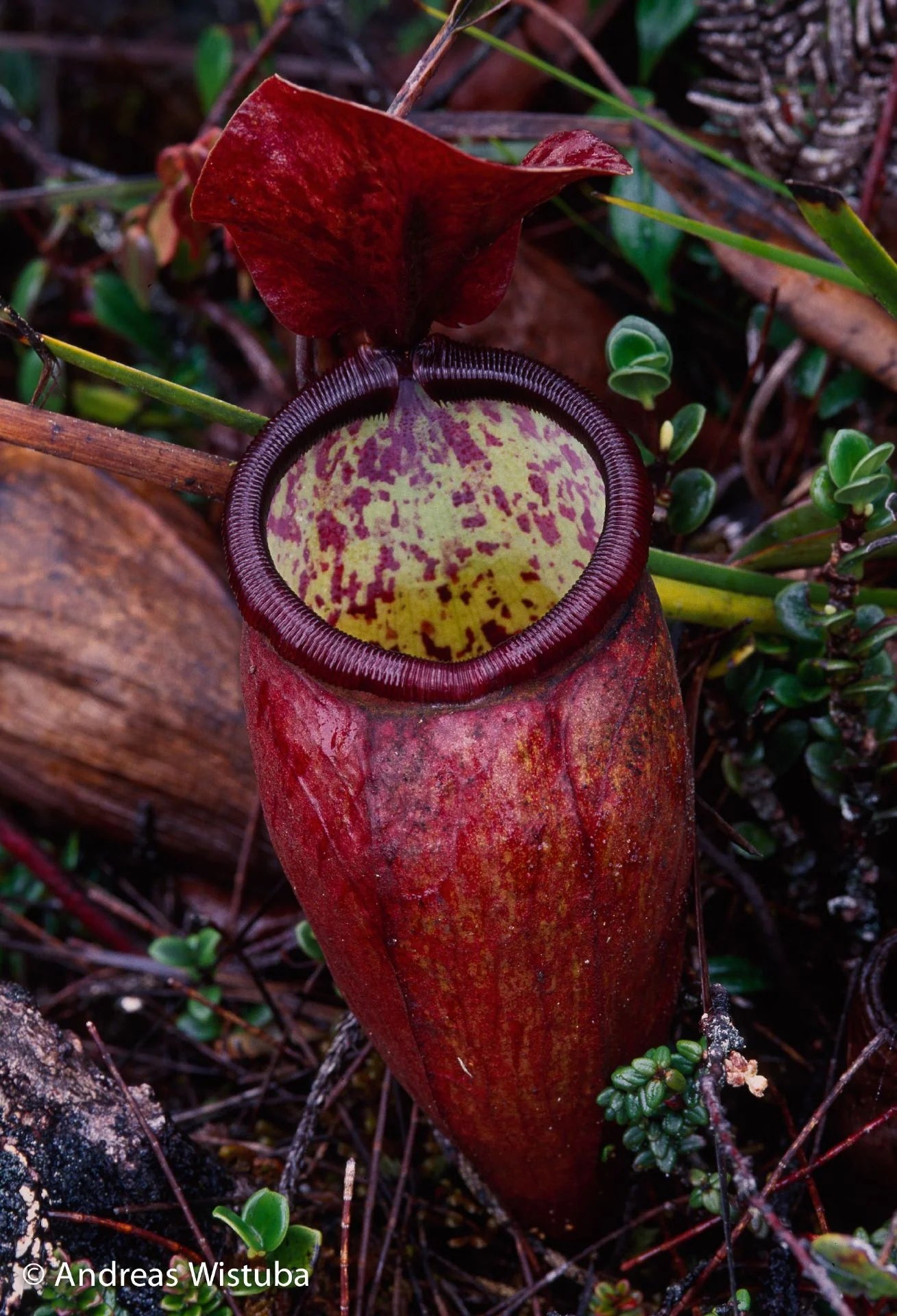 Nepenthes lamii (Doorman's Top) 大森食虫植物農園