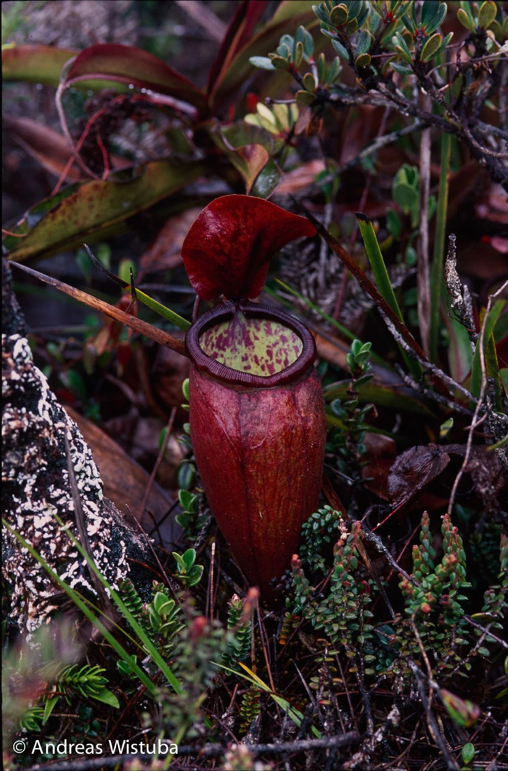 Nepenthes lamii (Doorman's Top) 大森食虫植物農園