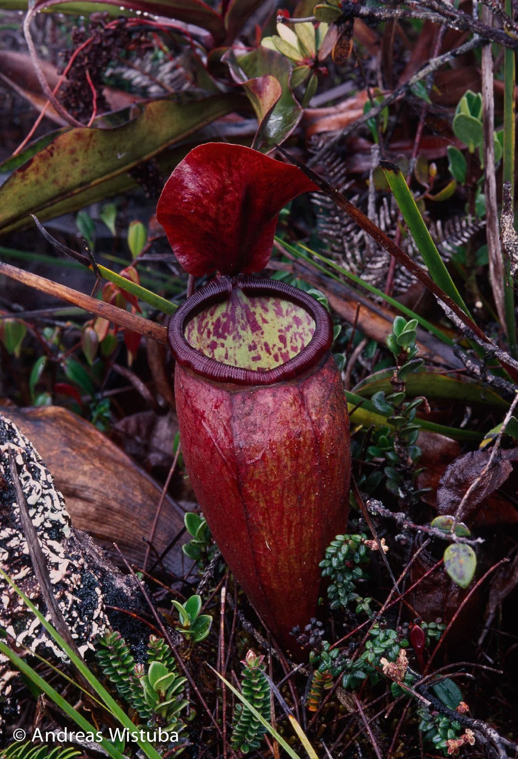 Nepenthes lamii (Doorman's Top) 大森食虫植物農園