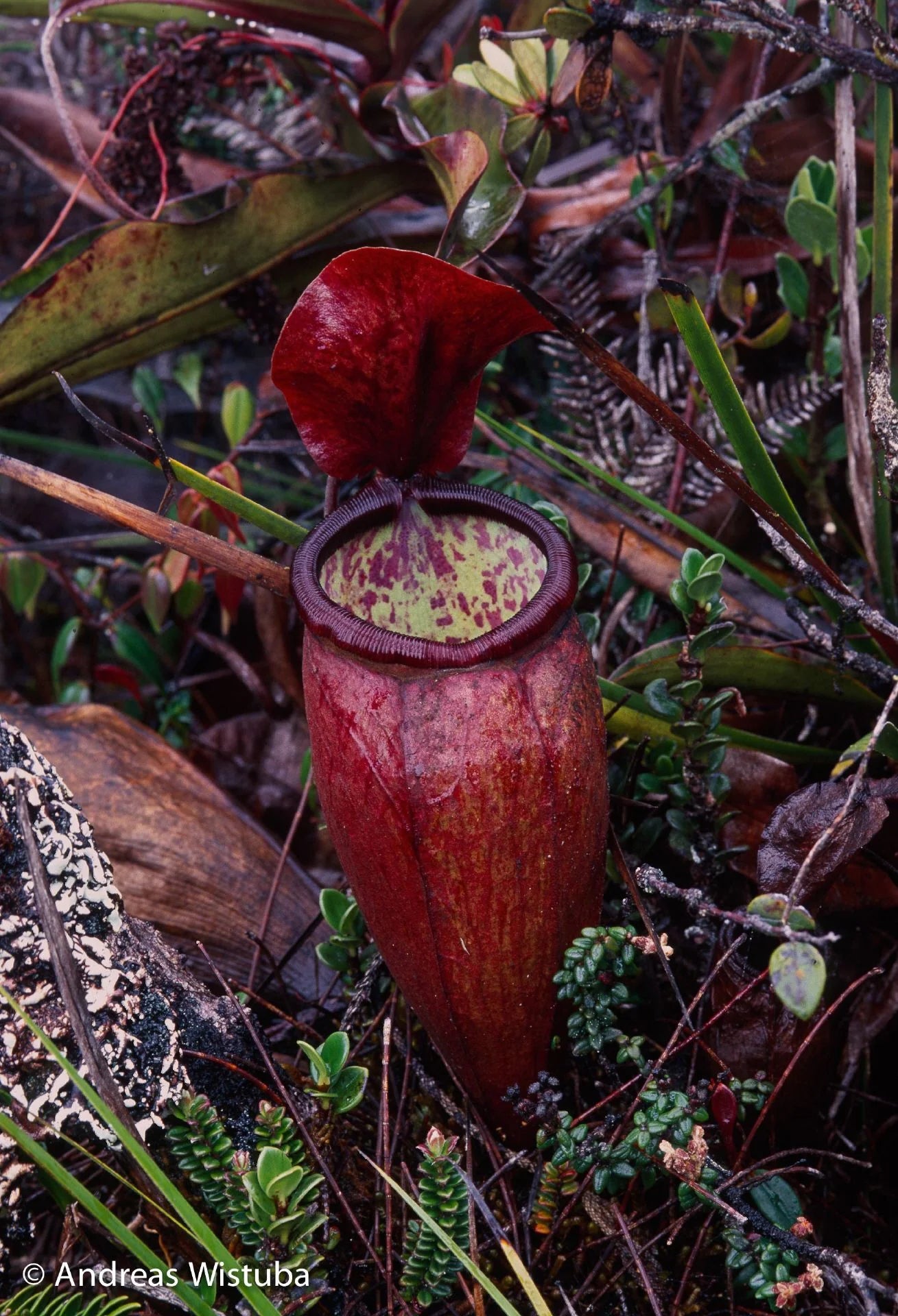 Nepenthes lamii (Doorman's Top) 大森食虫植物農園