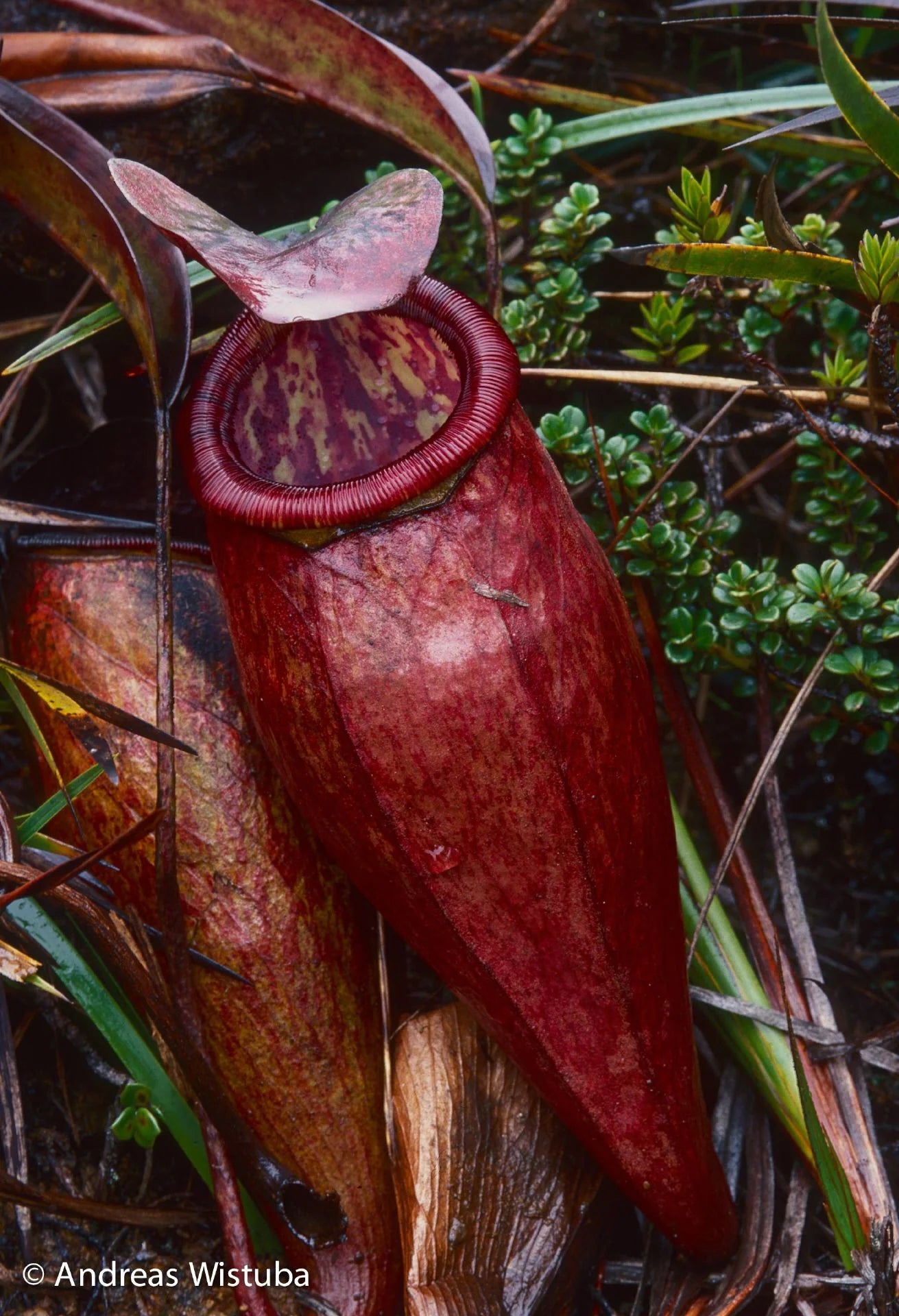 Nepenthes lamii (Doorman's Top) 大森食虫植物農園