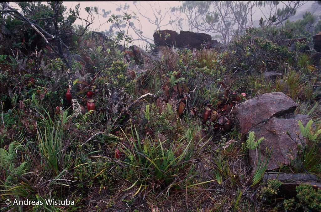 Nepenthes lamii (Doorman's Top) 大森食虫植物農園