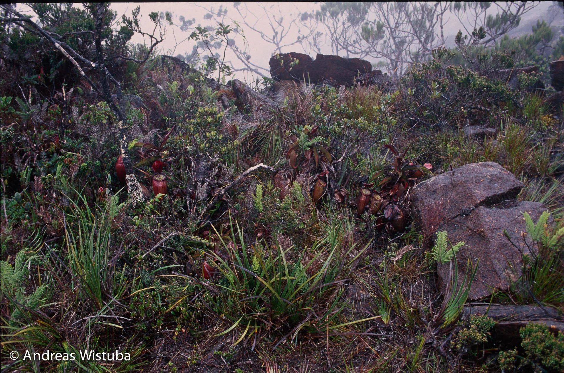 Nepenthes lamii (Doorman's Top) 大森食虫植物農園