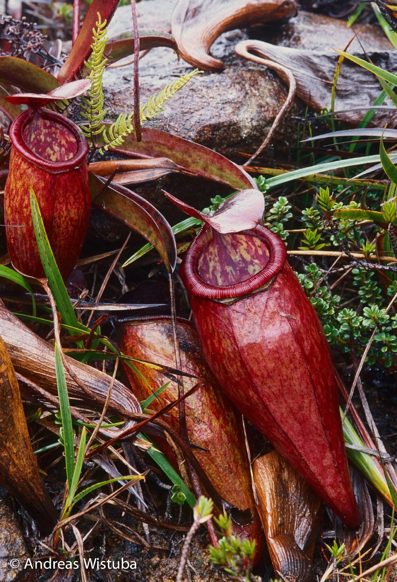 Nepenthes lamii (Doorman's Top) 大森食虫植物農園