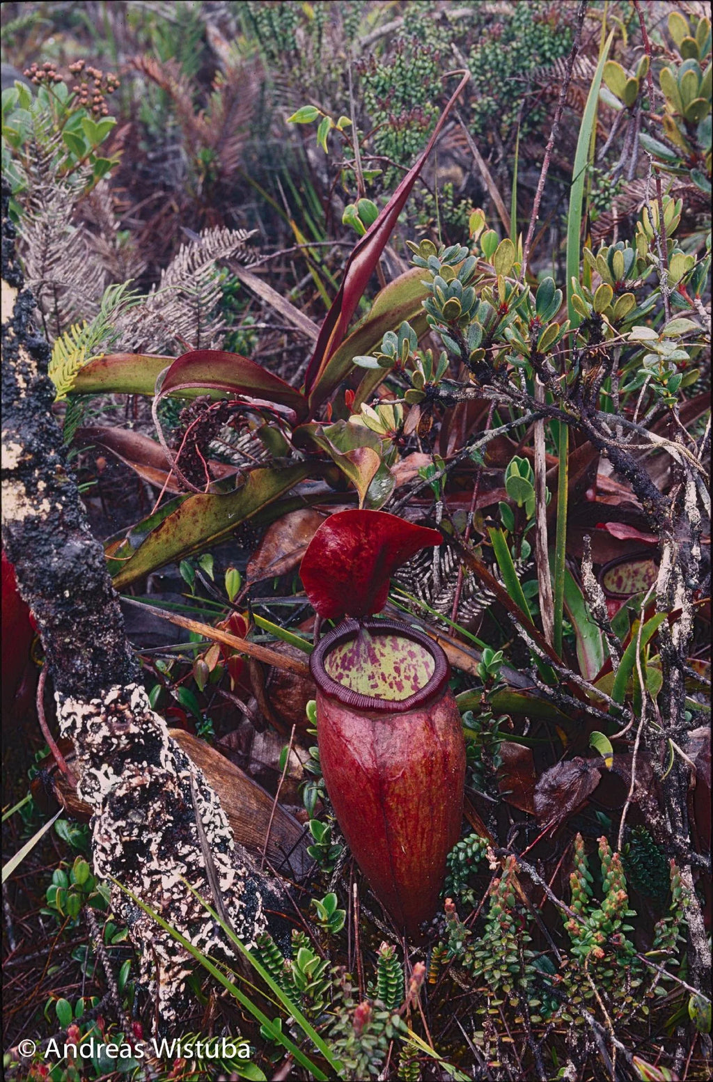Nepenthes lamii (Doorman's Top) 大森食虫植物農園