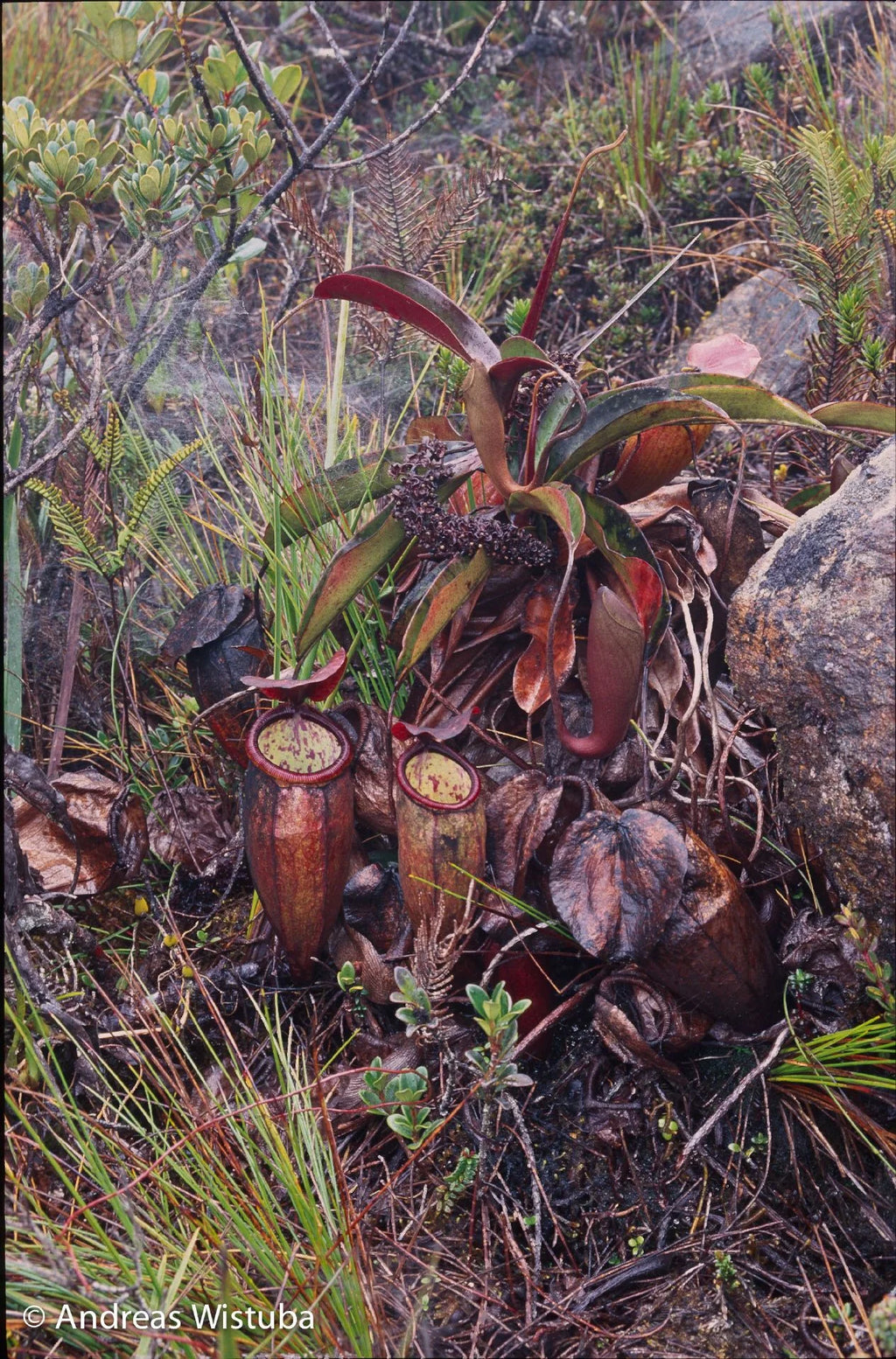 Nepenthes lamii (Doorman's Top) 大森食虫植物農園