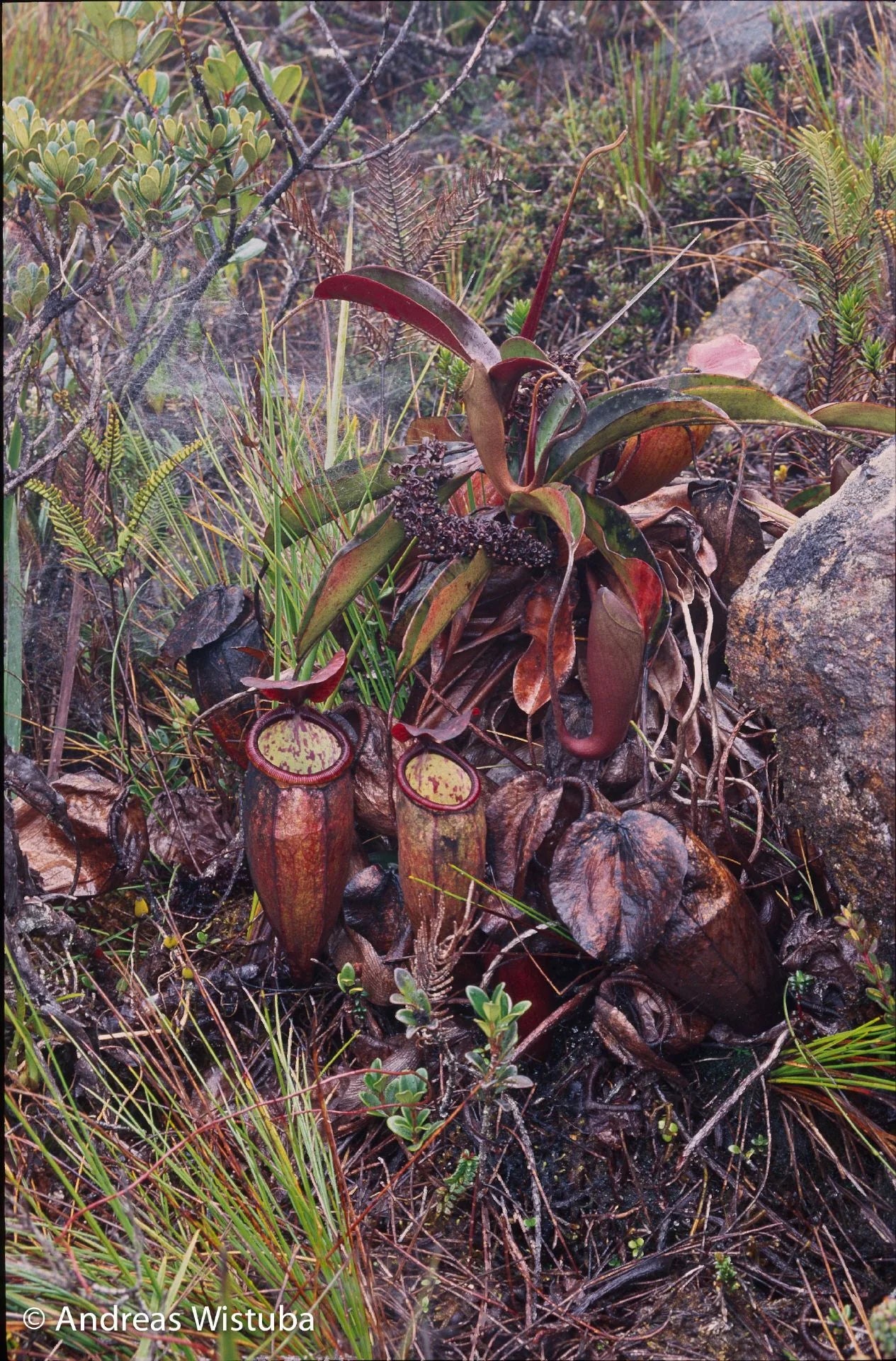 Nepenthes lamii (Doorman's Top) 大森食虫植物農園