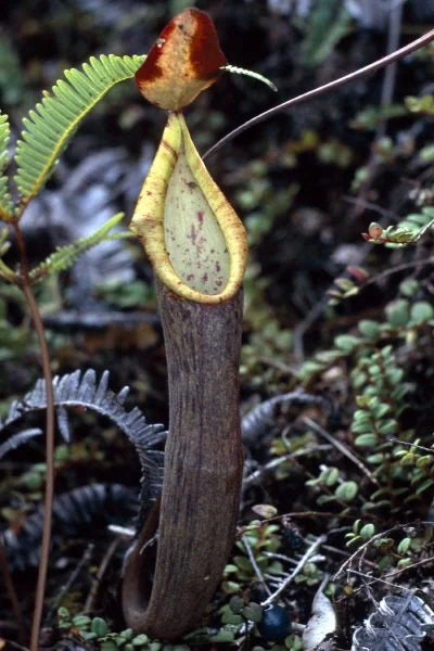Nepenthes lavicola (Telong) 大森食虫植物農園