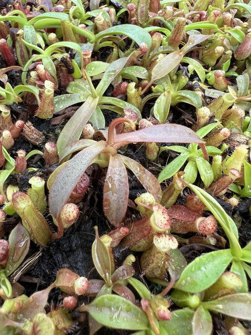Nepenthes lavicola x (veitchii x lowii) 大森食虫植物農園