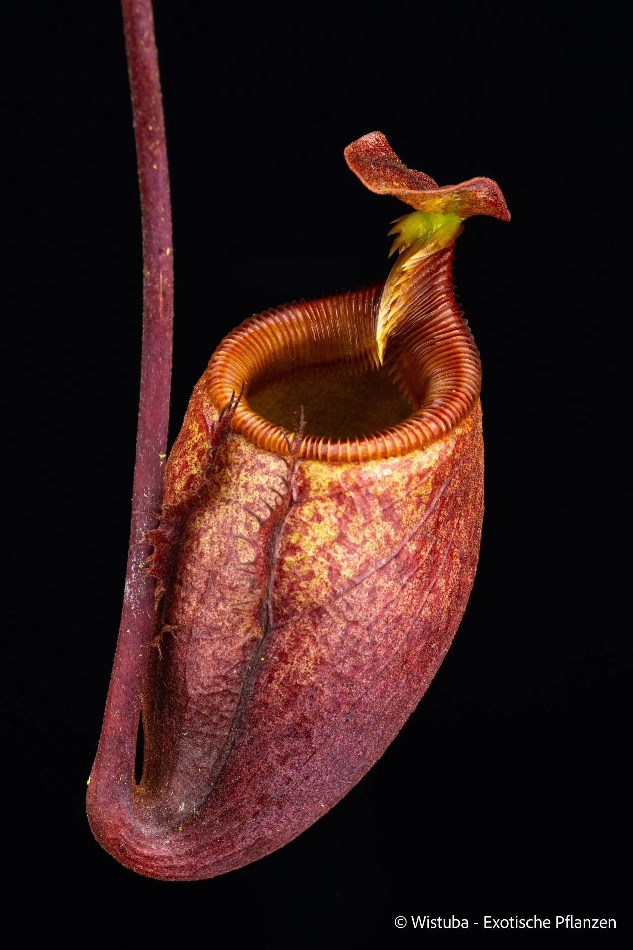 Nepenthes leonardoi (Palawan) 大森食虫植物農園