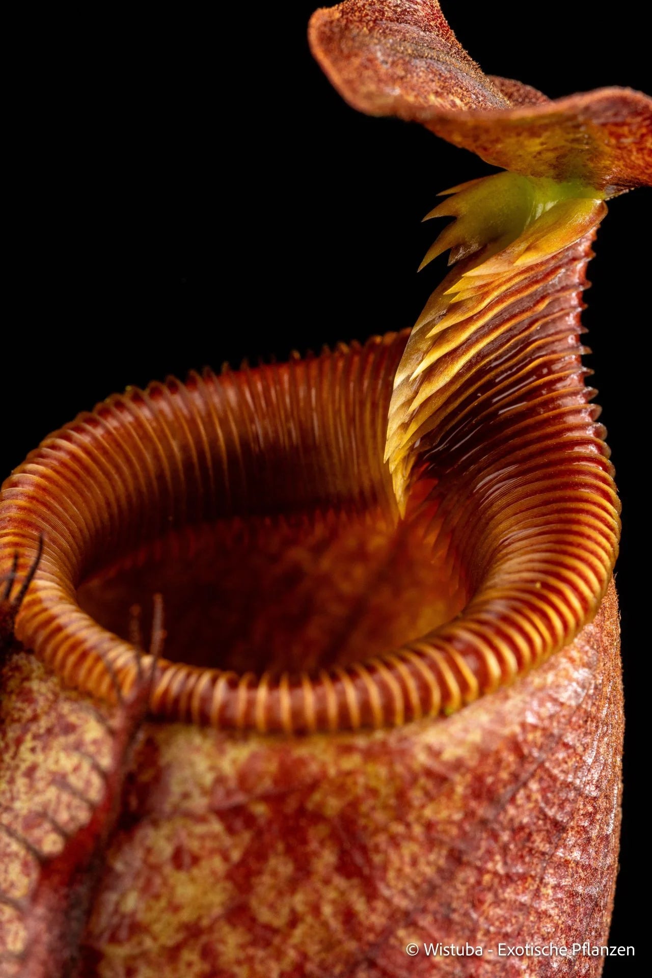 Nepenthes leonardoi (Palawan) 大森食虫植物農園