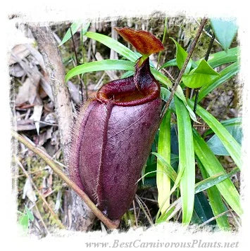 Nepenthes leonardoi {different clones, Mt. Shumkat, Palawan, Philippines} [BCP ID# N1066, N2055] / 1株の苗, サイズ 3-8 cm 大森食虫植物農園