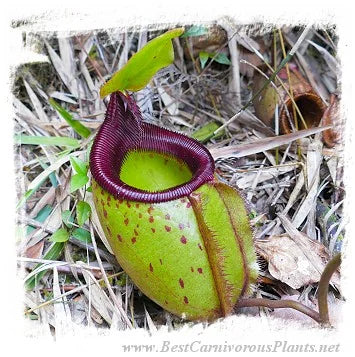 Nepenthes leonardoi {different clones, Mt. Shumkat, Palawan, Philippines} [BCP ID# N1066, N2055] / 1株の苗, サイズ 3-8 cm 大森食虫植物農園