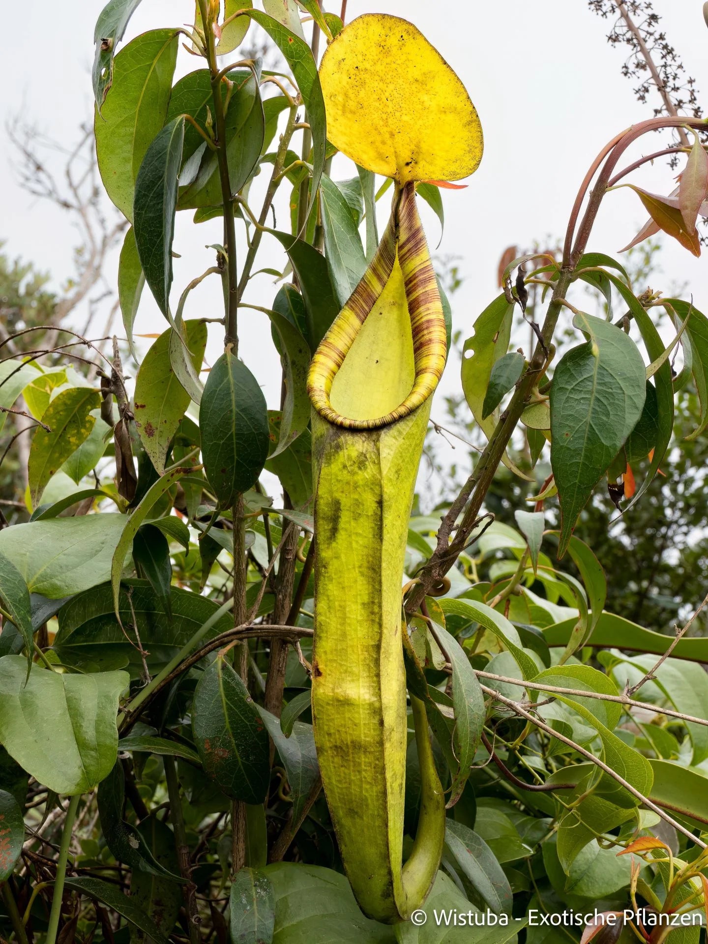 Nepenthes limiana 大森食虫植物農園