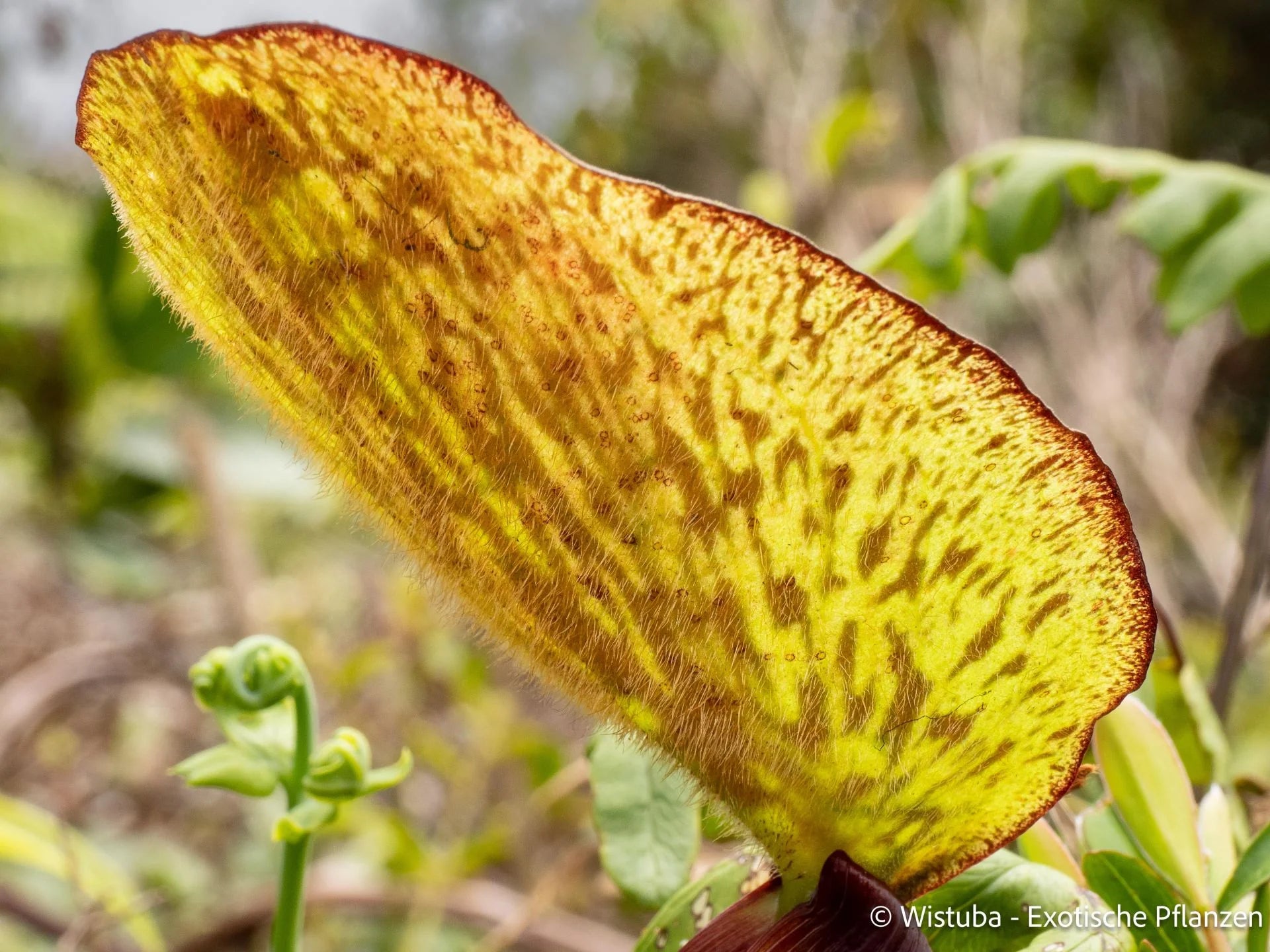 Nepenthes limiana 大森食虫植物農園