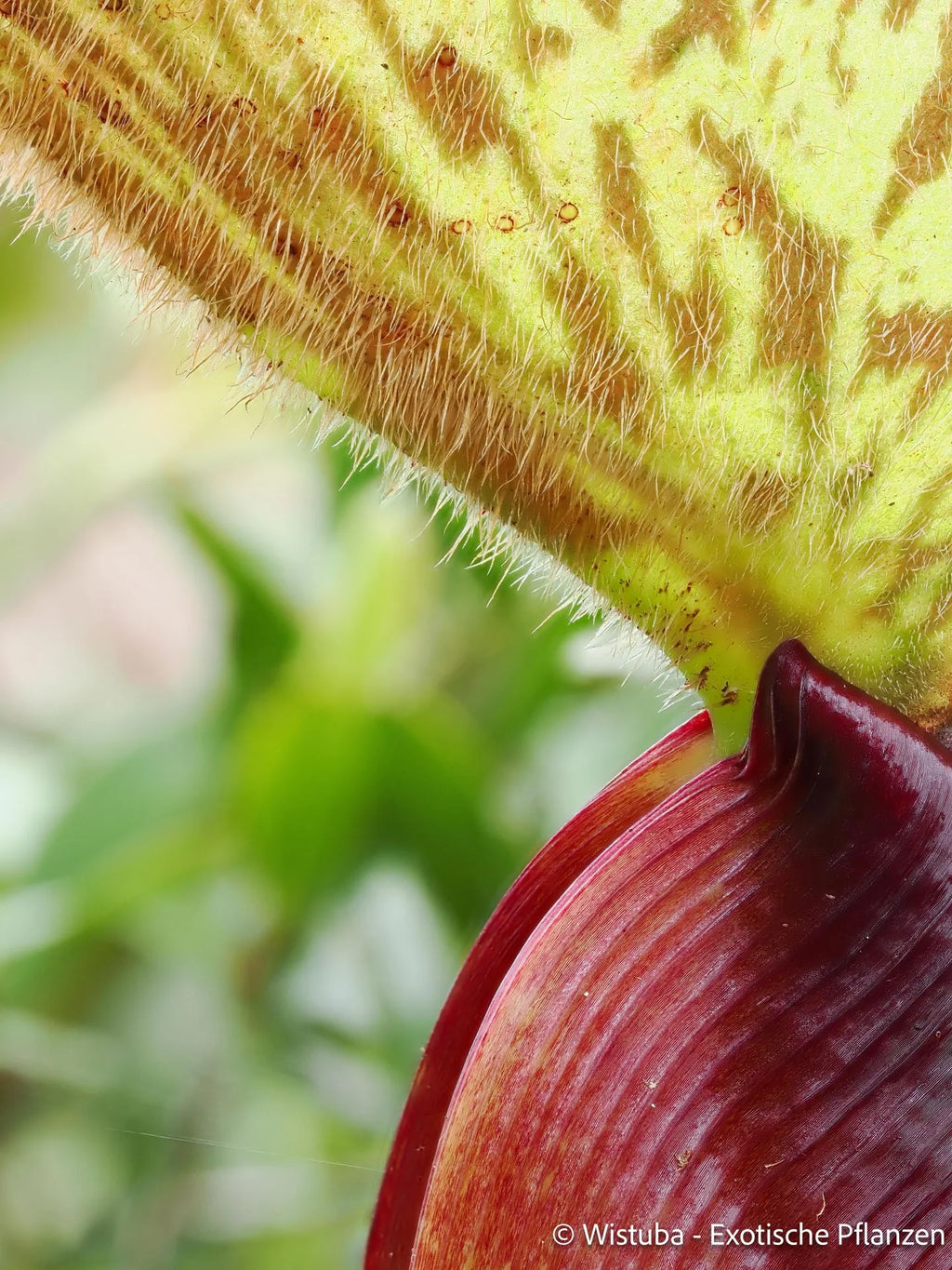 Nepenthes limiana 大森食虫植物農園