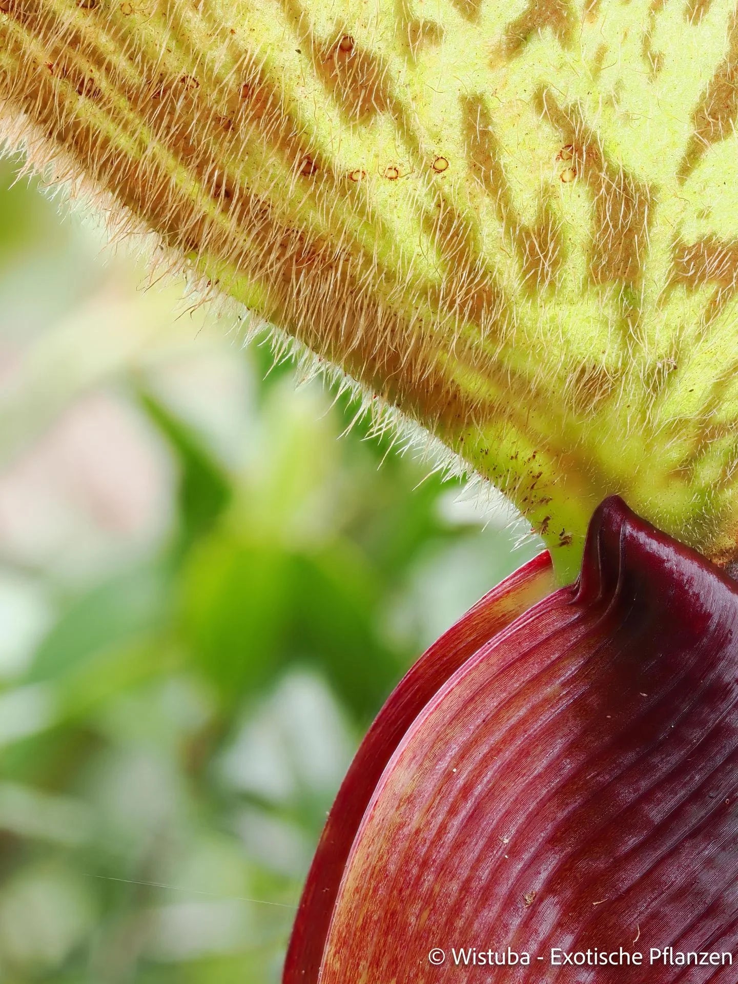 Nepenthes limiana 大森食虫植物農園