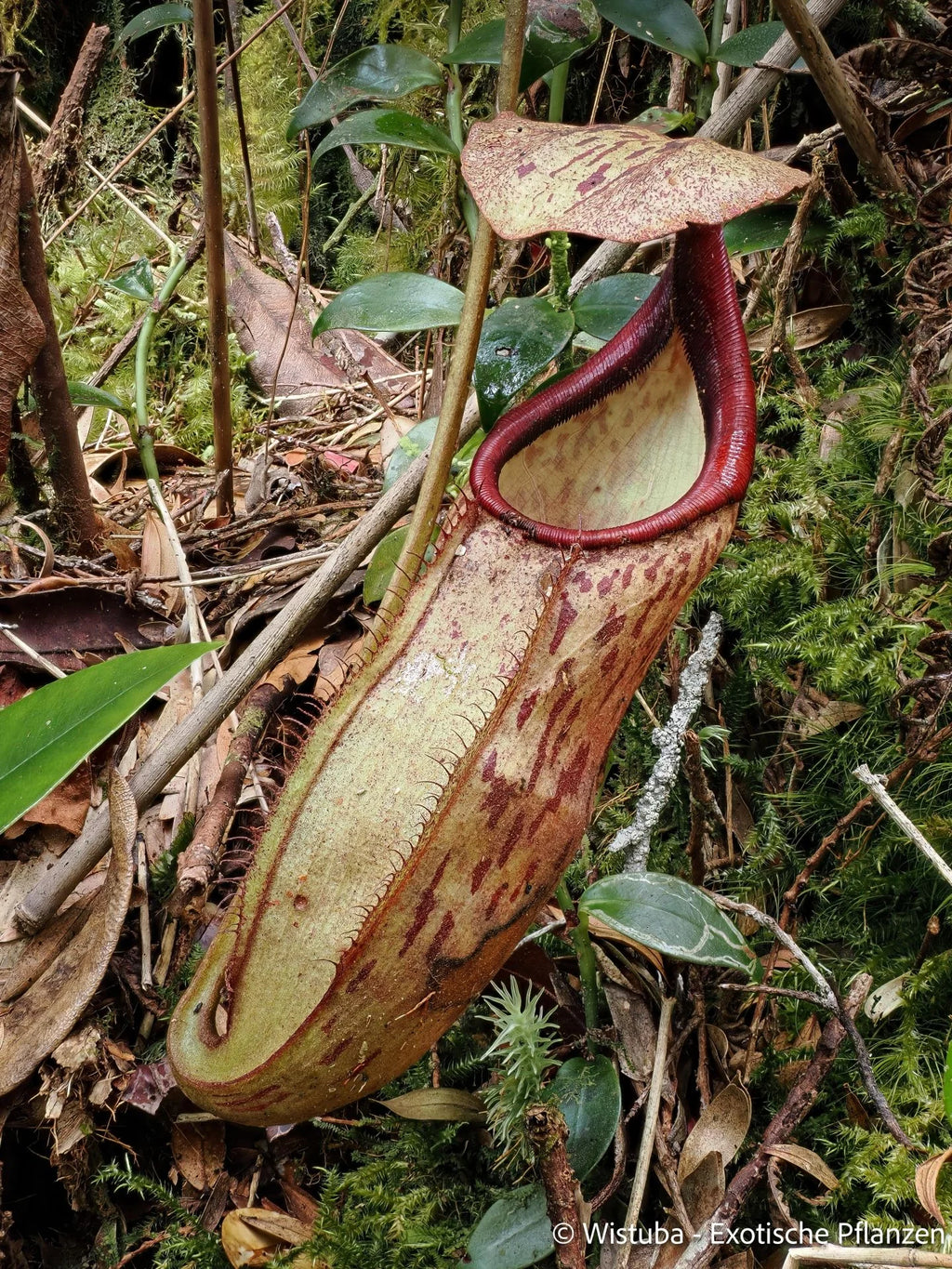 Nepenthes limiana 大森食虫植物農園