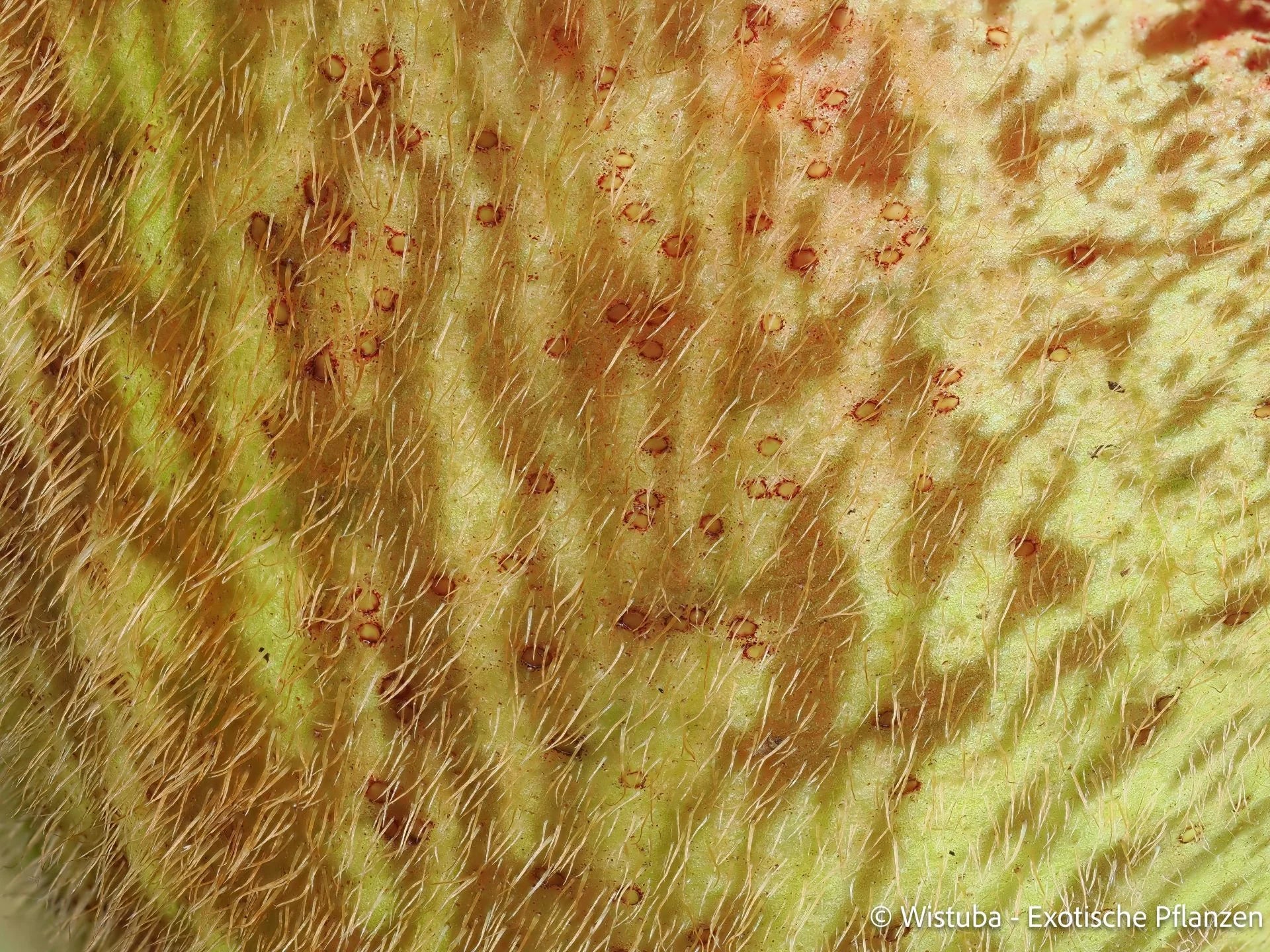 Nepenthes limiana 大森食虫植物農園