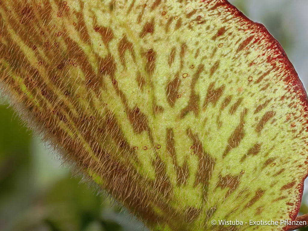 Nepenthes limiana 大森食虫植物農園