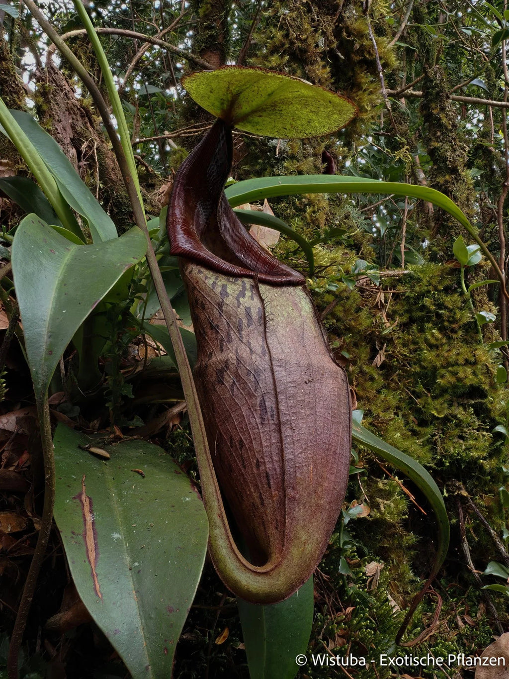 Nepenthes limiana 大森食虫植物農園