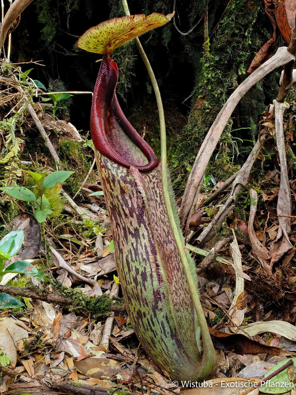 Nepenthes limiana 大森食虫植物農園