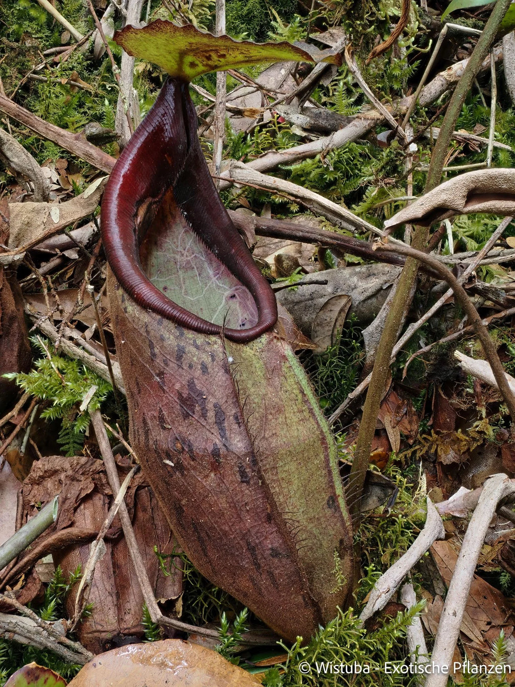 Nepenthes limiana 大森食虫植物農園
