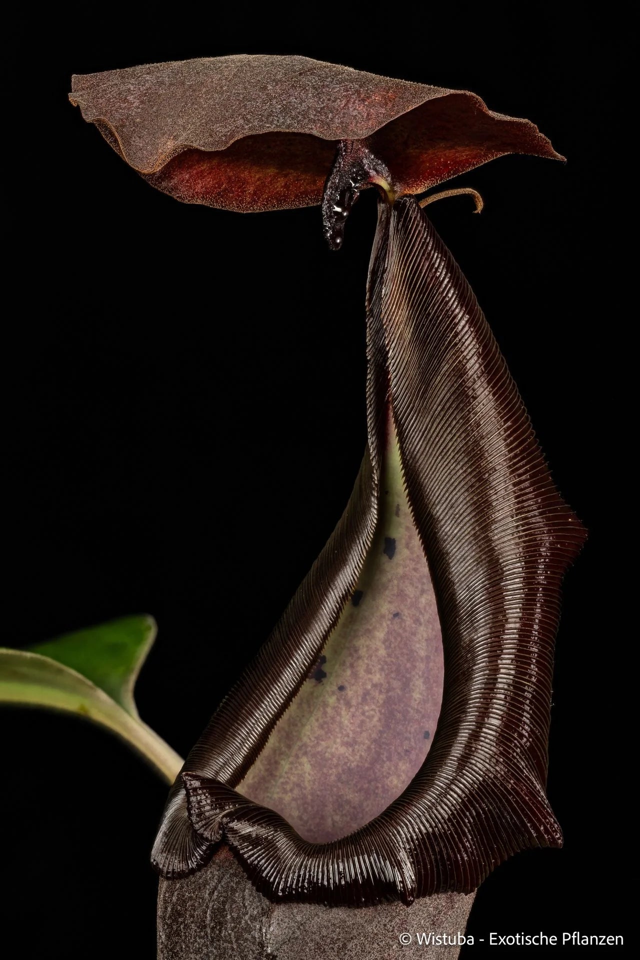 Nepenthes lingulata x truncata (EP) 大森食虫植物農園