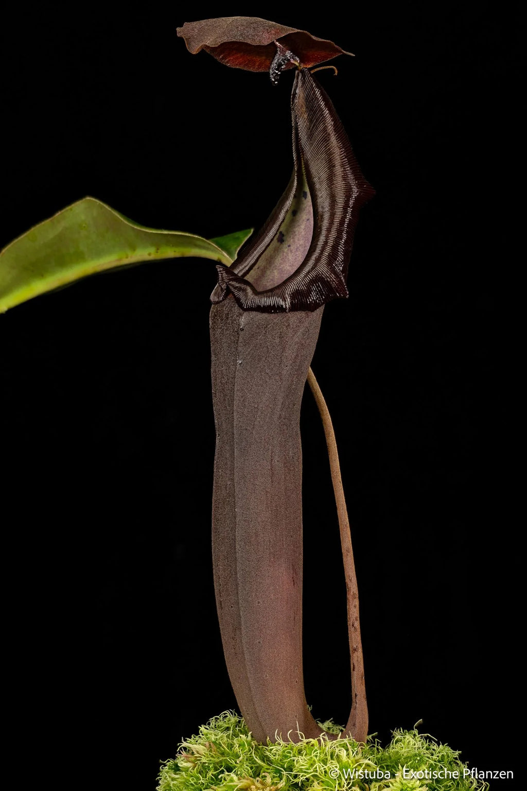 Nepenthes lingulata x truncata (EP) 大森食虫植物農園