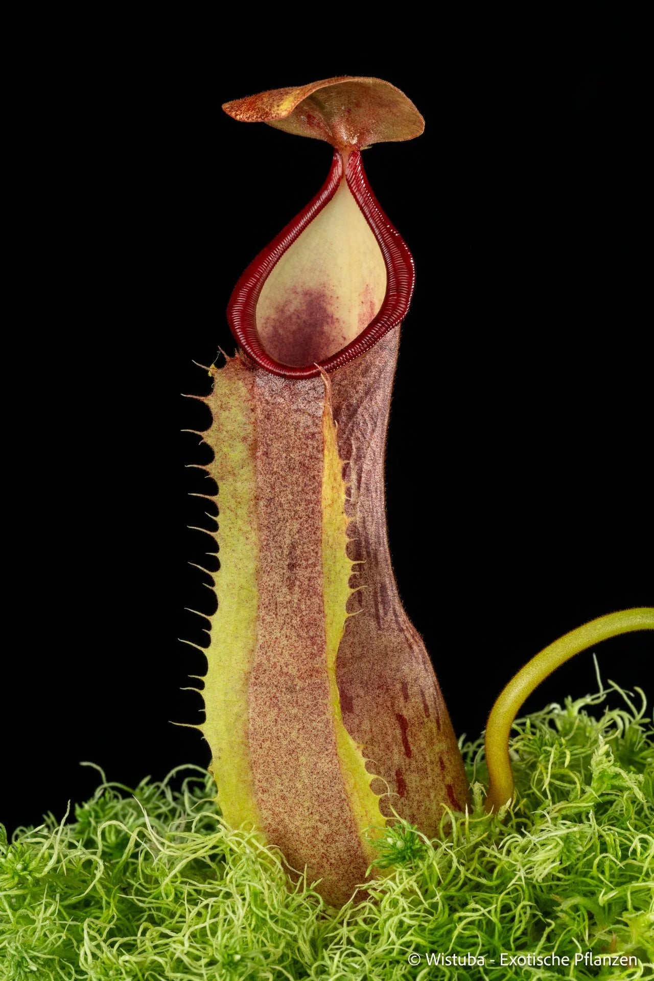 Nepenthes longiptera (Dairi, Sumatra) 大森食虫植物農園