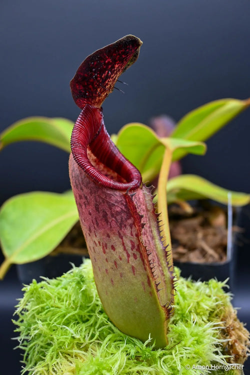 Nepenthes lowii Mulu (clone 7) x klossii 大森食虫植物農園