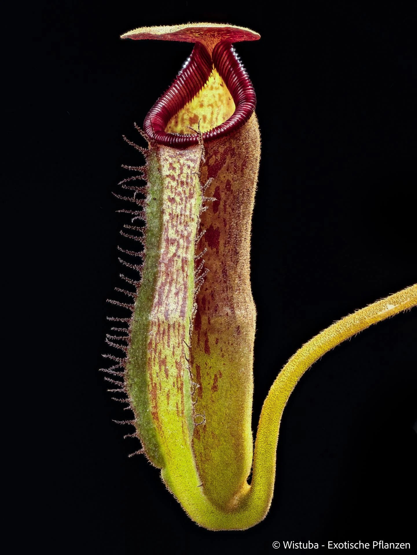 Nepenthes lowii Mulu (clone 7) x klossii 大森食虫植物農園