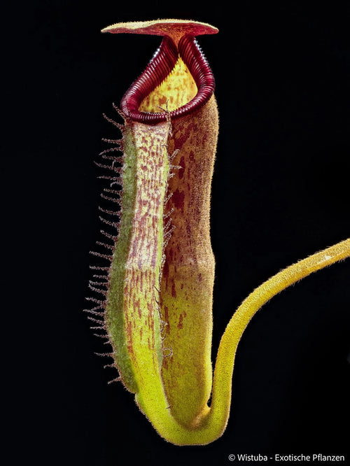 Nepenthes lowii Mulu (clone 7) x klossii 大森食虫植物農園