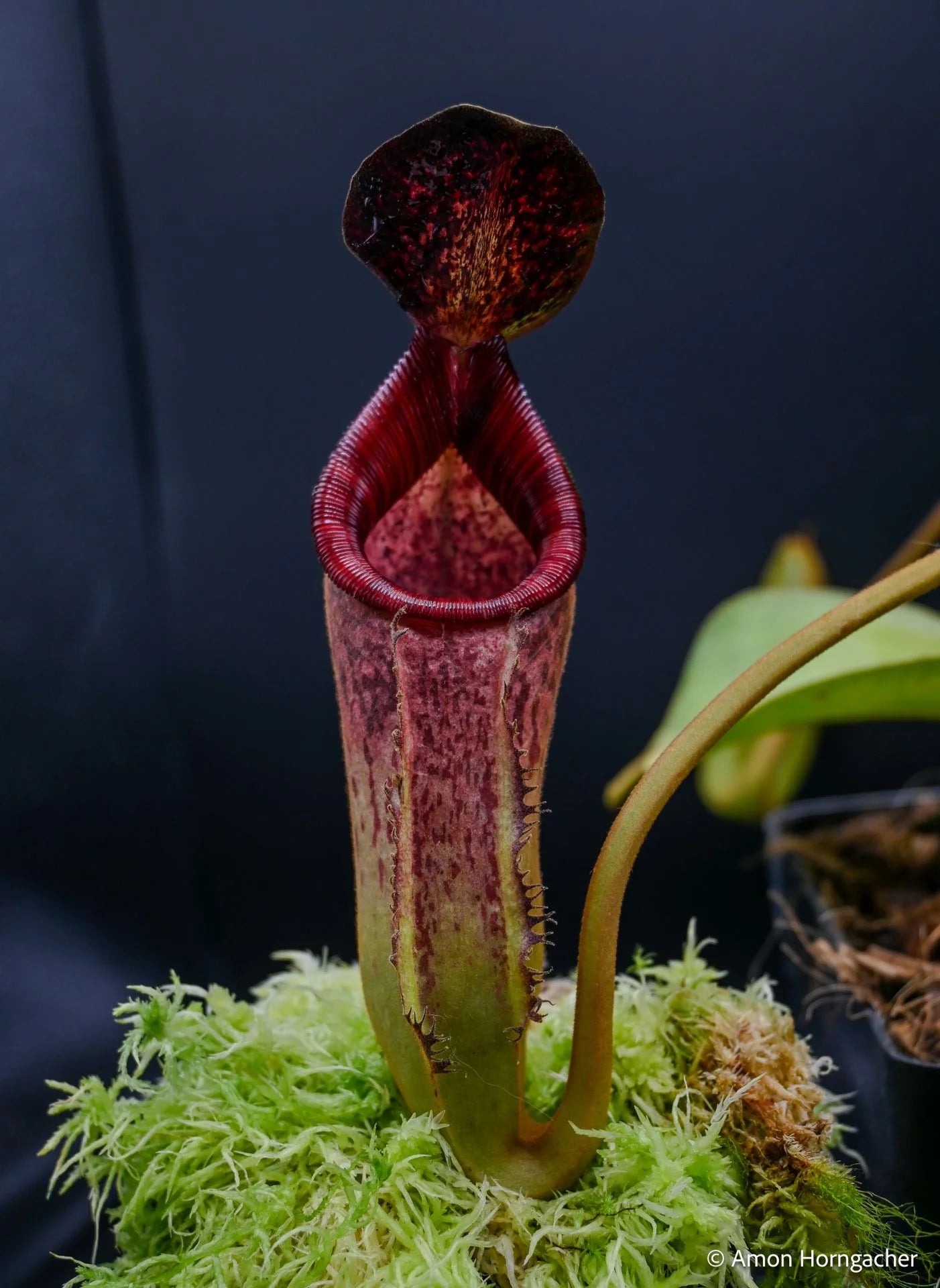 Nepenthes lowii Mulu (clone 7) x klossii 大森食虫植物農園