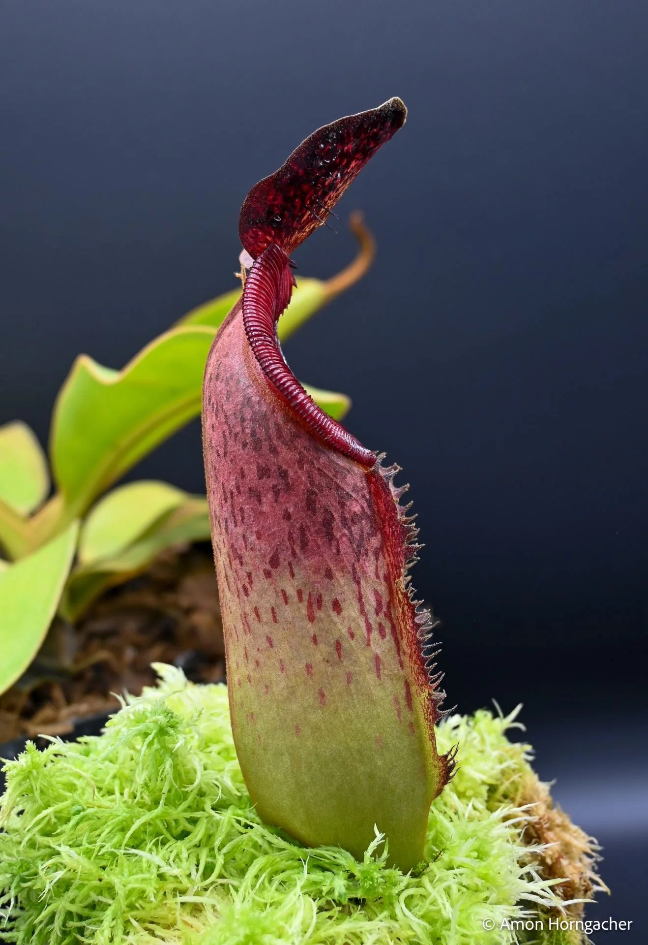 Nepenthes lowii Mulu (clone 7) x klossii 大森食虫植物農園