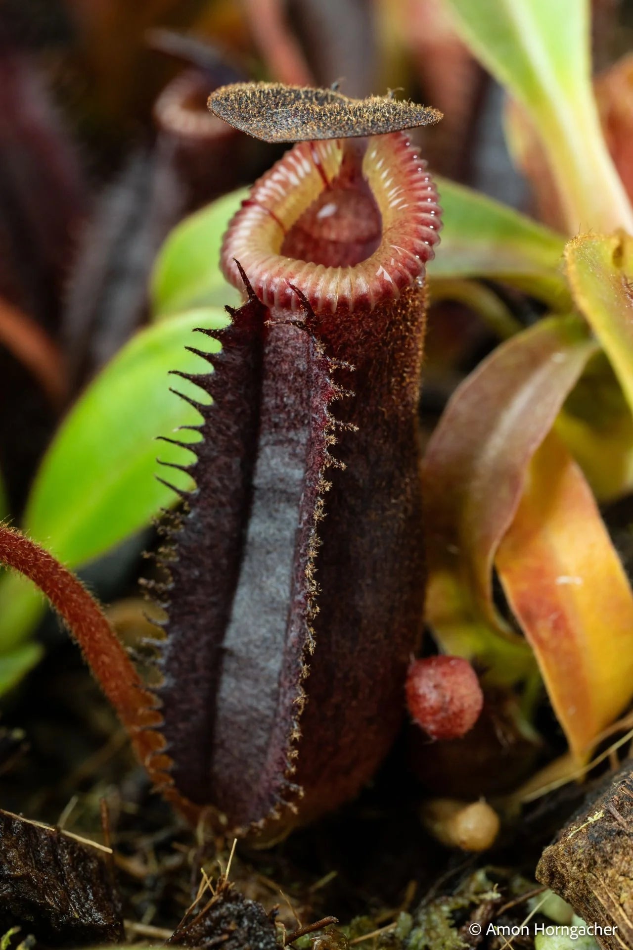 Nepenthes lowii Mulu (lm7) x (burbidgeae x edwardsiana) 大森食虫植物農園