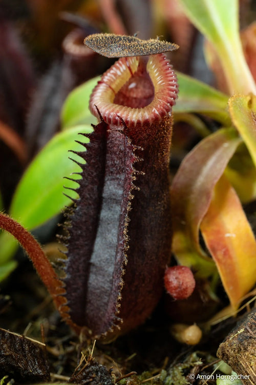 Nepenthes lowii Mulu (lm7) x (burbidgeae x edwardsiana) 大森食虫植物農園