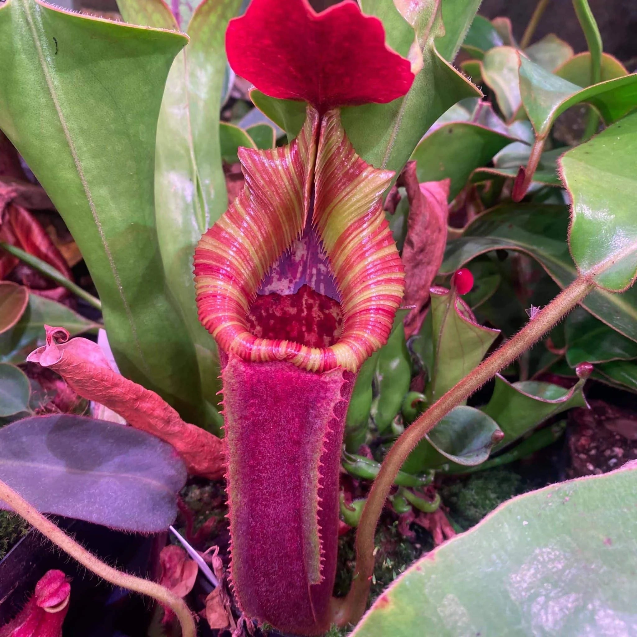 Nepenthes lowii Trus Madi x veitchii Candy, 15 cm 大森食虫植物農園