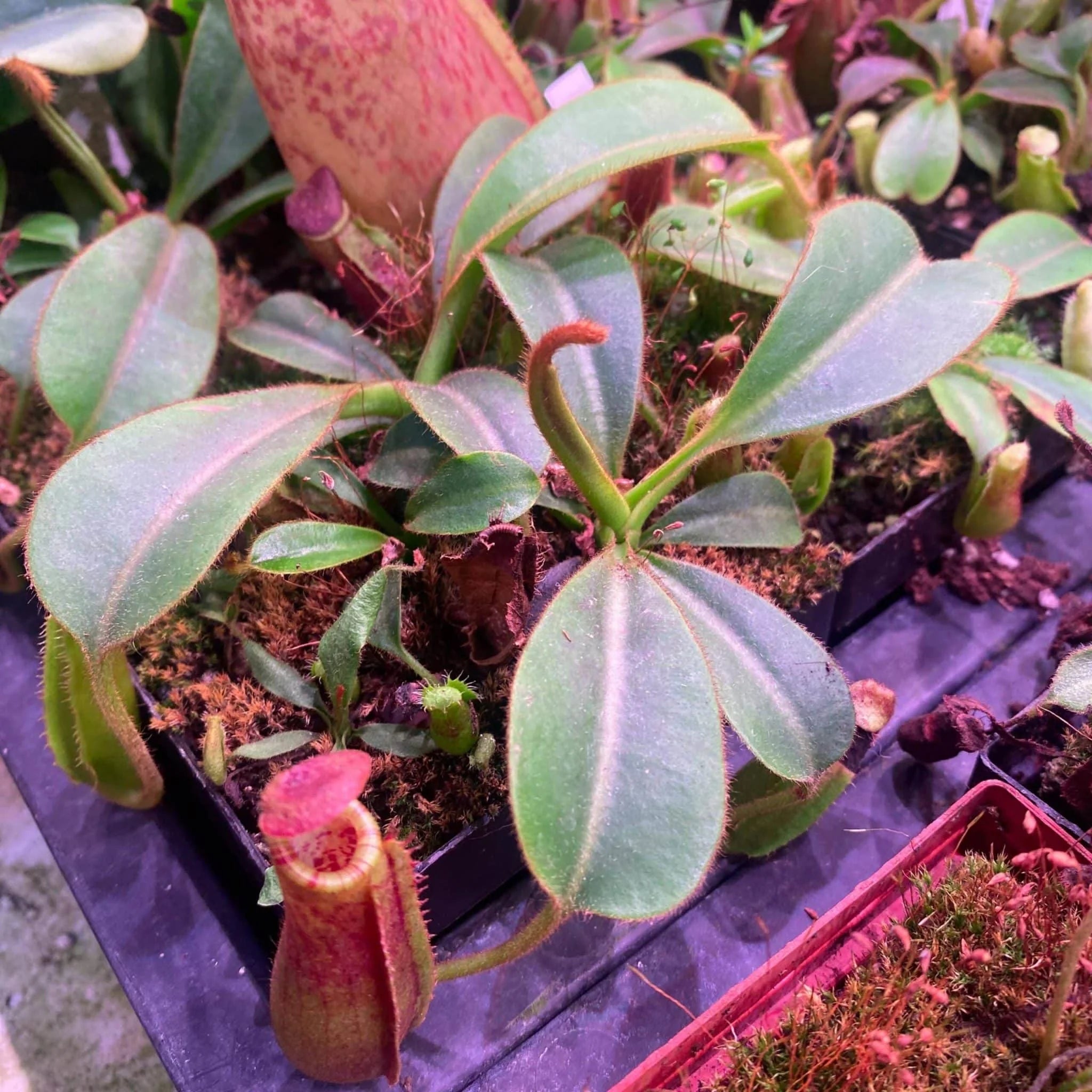 Nepenthes lowii Trus Madi x veitchii Candy, 15 cm 大森食虫植物農園