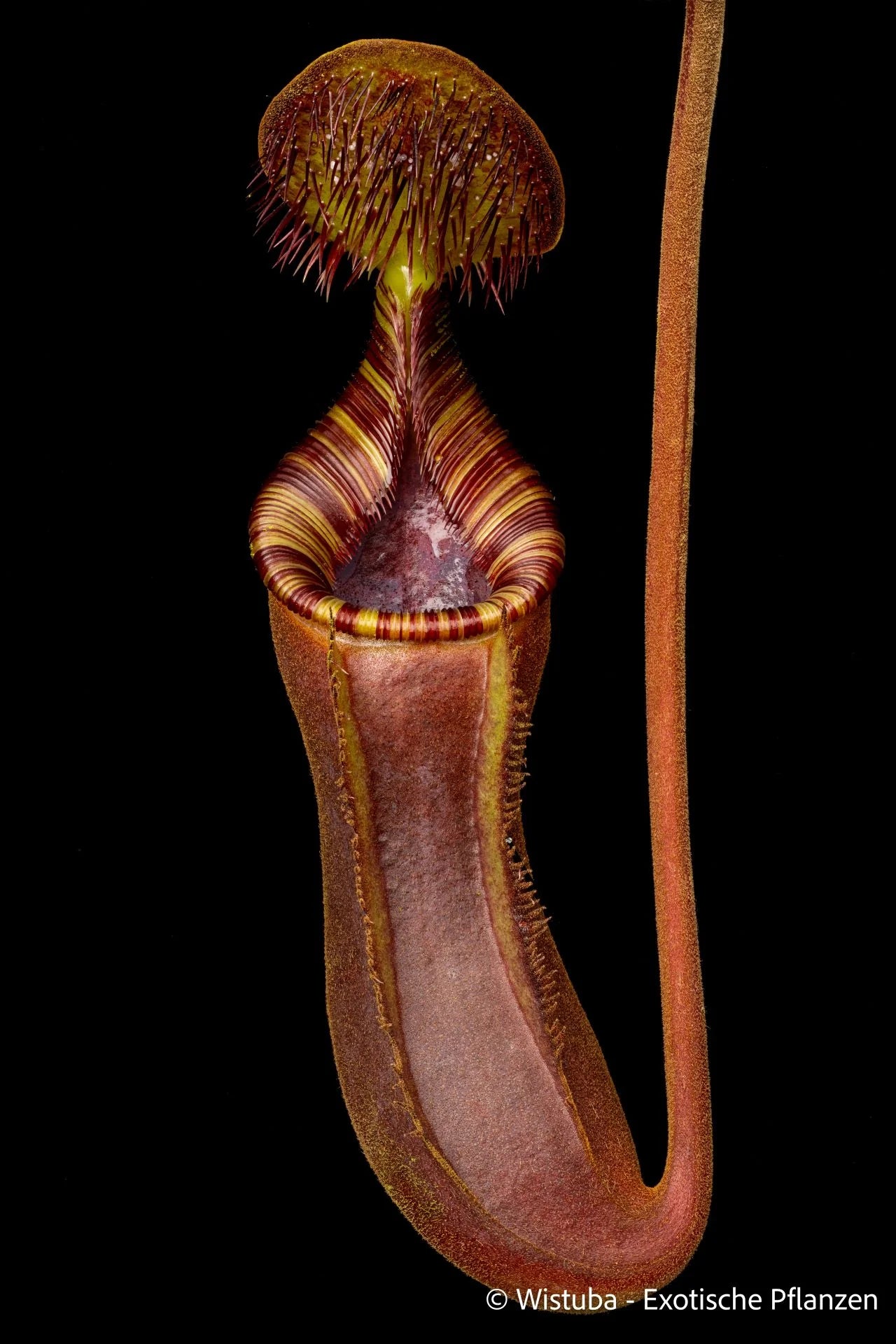 Nepenthes lowii (Batu Lawi, Borneo) 大森食虫植物農園