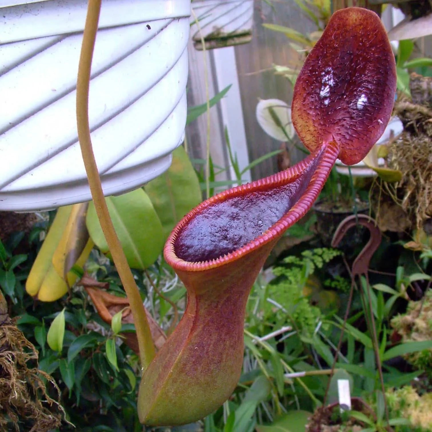 Nepenthes lowii, G. Trus Madi, 8-10 cm 大森食虫植物農園