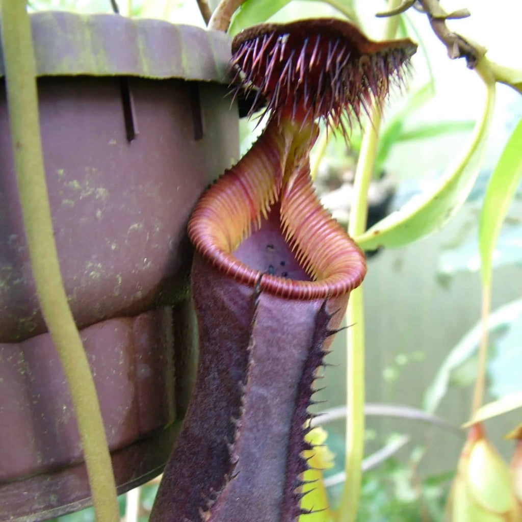Nepenthes lowii, G. Trus Madi, 8-10 cm 大森食虫植物農園